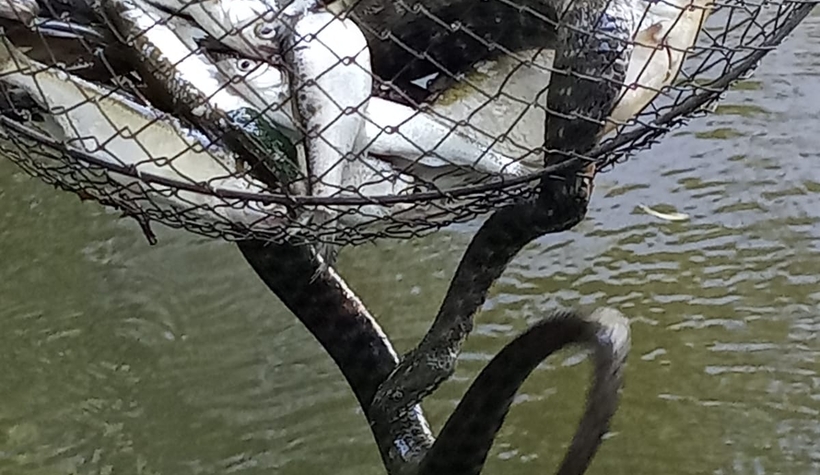 Tuttuğu balıklara yılan ortakçı çıktı!