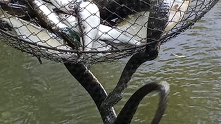 Tuttuğu balıklara yılan ortakçı çıktı!