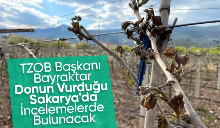 TZOB Başkanı don zararını yerinde görecek