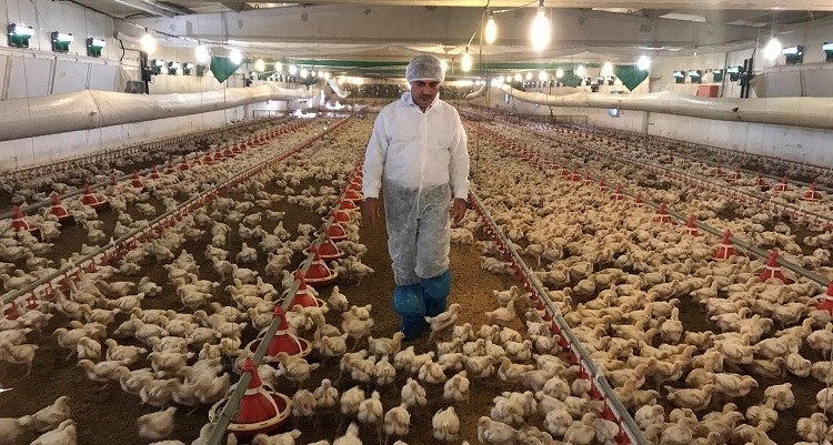 TZOB: Kanatlı üretici ayağında ciddi kriz var