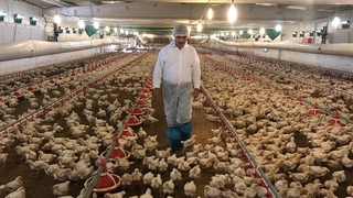 TZOB: Kanatlı üretici ayağında ciddi kriz var