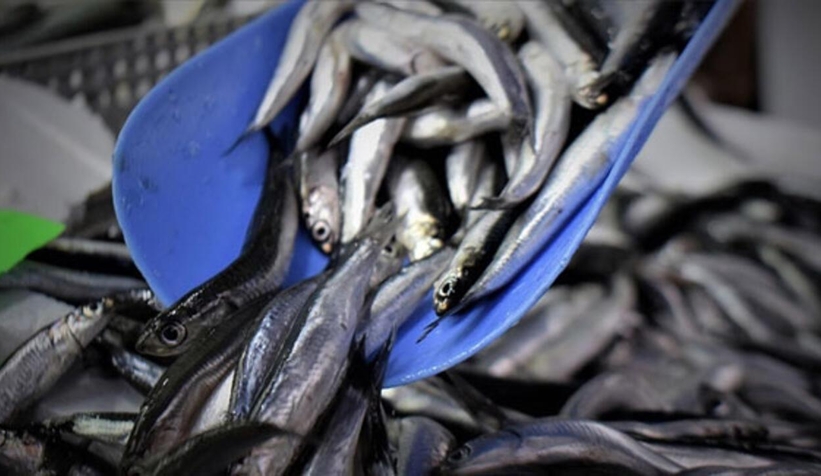 TZOB: Su ürünleri avcılık üretimi son 10 yılda yüzde 25 azaldı