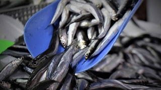 TZOB: Su ürünleri avcılık üretimi son 10 yılda yüzde 25 azaldı