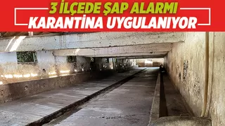 Üç ilçede şap alarmı