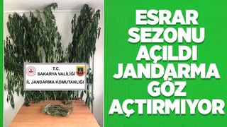 Üç ilçede uyuşturucu operasyonu