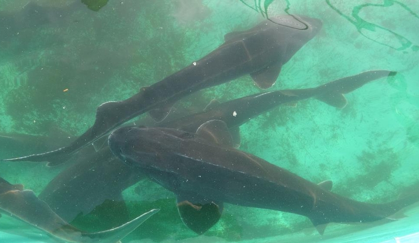 Üç türü tükendi, kalan 3 türü kırmızı listede