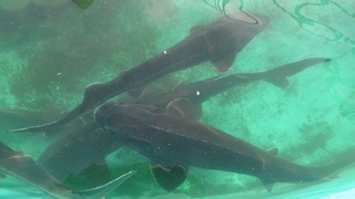 Üç türü tükendi, kalan 3 türü kırmızı listede