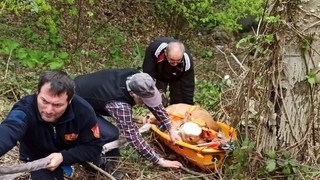 Uçuruma düşen inek sedye ile kurtarıldı