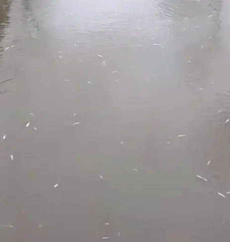 Uludere'de balık ölümlerlerinin nedeni ortaya çıktı