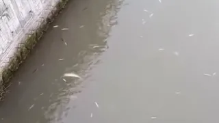 Uludere'de balık ölümlerlerinin nedeni ortaya çıktı