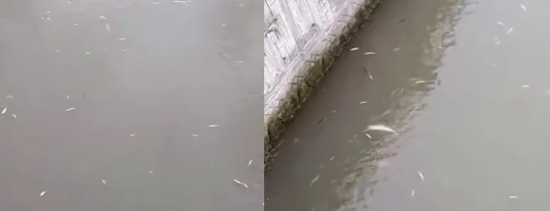 Uludere'de korkutan olay; Toplu balık ölümleri görüldü
