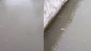 Uludere'de korkutan olay; Toplu balık ölümleri görüldü