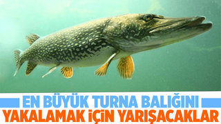 Ulusal Turna Balığı Yakalama Yarışması Sapanca Gölü'nde yapılacak
