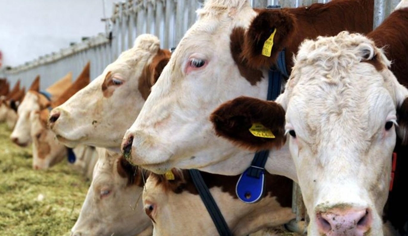 Üretici önünü göremiyor; Et ve sür krizi kapıda