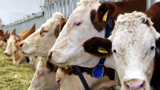 Üretici önünü göremiyor; Et ve sür krizi kapıda