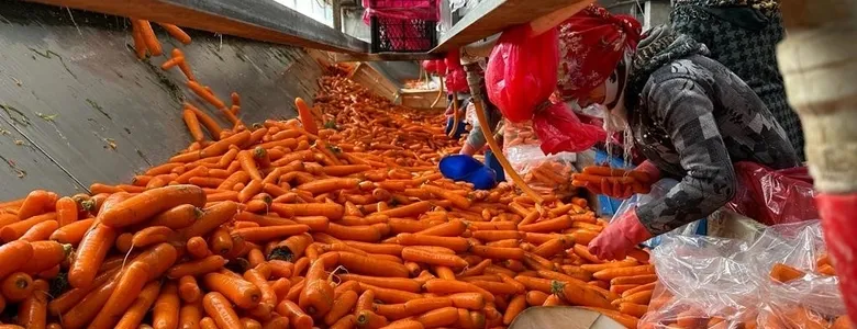 Üretici ve market arasındaki fiyat farkında havuç ilk sırad