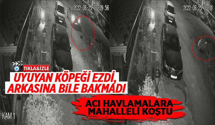 Uyuyan köpeği ezdi, arkasına bile bakmadan böyle gitti