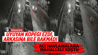Uyuyan köpeği ezdi, arkasına bile bakmadan böyle gitti