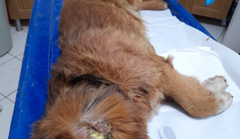 Uyuz var diye veterinere götürüldü, kanser çıktı