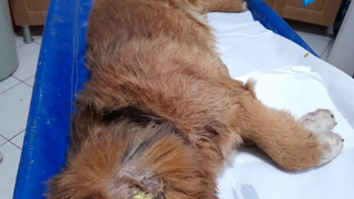 Uyuz var diye veterinere götürüldü, kanser çıktı
