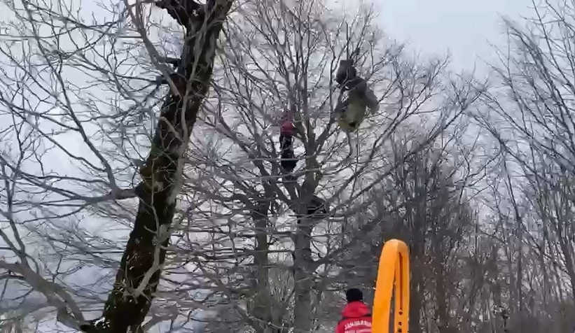 Üzerine düştüğü ağaç hayatını kurtardı 