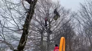 Üzerine düştüğü ağaç hayatını kurtardı 