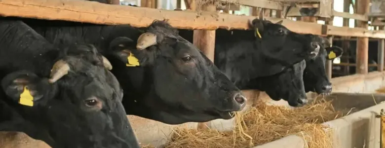 Uzman uyardı: Şimdi önlem alınmazsa Yarın fiyatlar katlanabilir