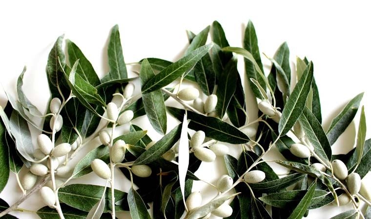Uzmanı uyardı: Zeytin yaprağı çayı tüketirken dikkat!