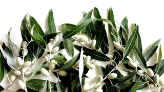 Uzmanı uyardı: Zeytin yaprağı çayı tüketirken dikkat!