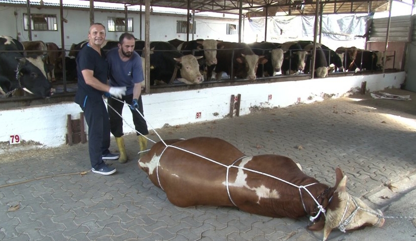 Uzmanından hayvanı yatırma tekniği