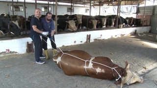 Uzmanından hayvanı yatırma tekniği