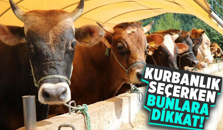 Uzmanından kurbanlık seçimi