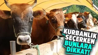 Uzmanından kurbanlık seçimi