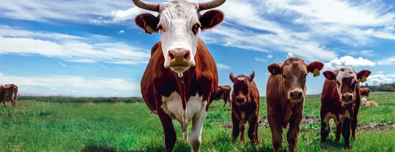 Uzmanlar uyarıyor: Yanlış kurban seçimi geleceği etkiler