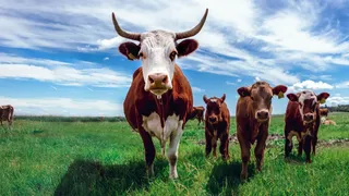 Uzmanlar uyarıyor: Yanlış kurban seçimi geleceği etkiler