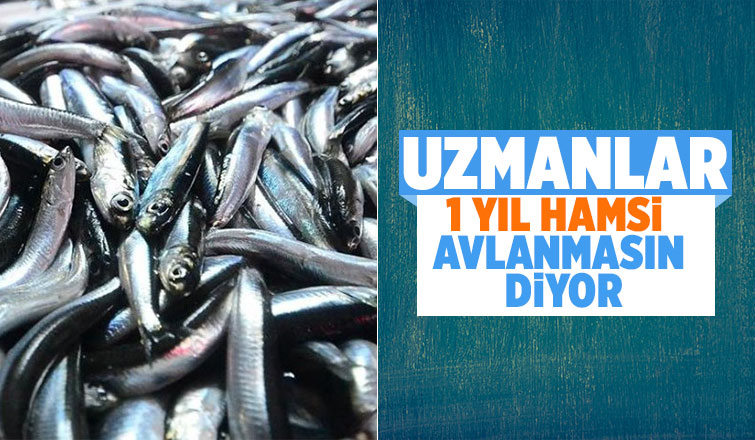 Uzmanlardan hamsi avına 1 yıl ara verilsin önerisi