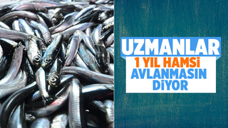 Uzmanlardan hamsi avına 1 yıl ara verilsin önerisi