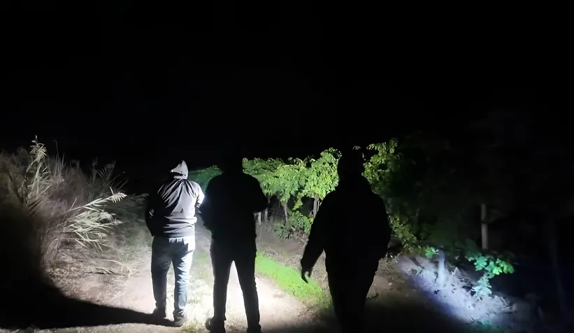Üzüm hırsızlarına karşı bahçelerde nöbet tutuyorlar