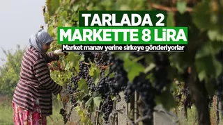 Üzüm tarlada 2, markette 8 lira