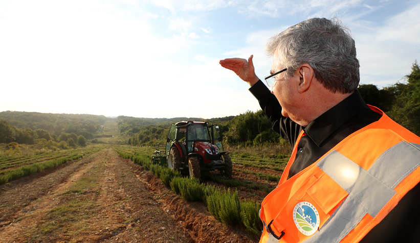 Vadide 150 dekar biberiye hasadı tamam