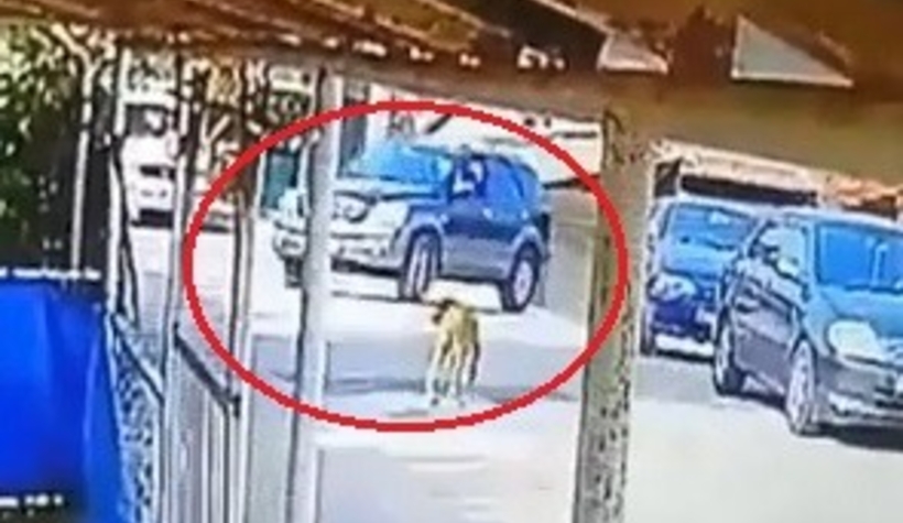 Vahşet; Göz göre göre cipi ile köpeğin üzerinden geçti