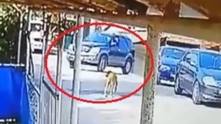 Vahşet; Göz göre göre cipi ile köpeğin üzerinden geçti