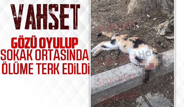 Vahşet, Gözü oyulup ölmüş kedi bulundu