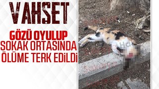 Vahşet, Gözü oyulup ölmüş kedi bulundu