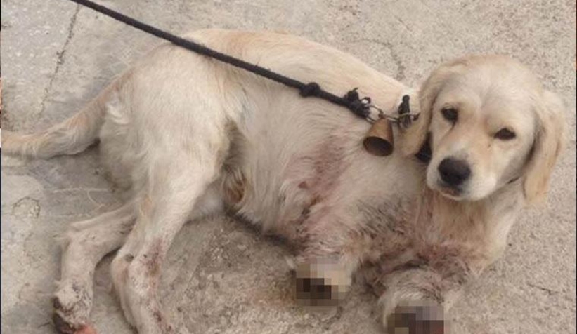 Vahşetle ilgili açıklama