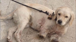 Vahşetle ilgili açıklama