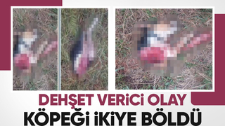 Vahşi hayvan saldırdığı köpeği ikiye böldü