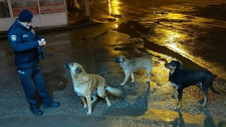 Vali Kaldırım'dan sokaktaki can dostları için çağrı