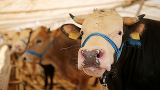 Valilik açıkladı; İşte kurbanda uyulacak kurallar