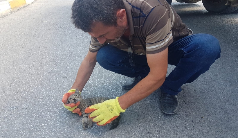 Vicdansızlık yavru kediye çarpıp kaçtı